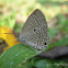Plains Cupid