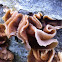 Bladder cup, common dung cup, vroege bekerzwam