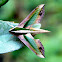 Green Hawk Moth