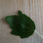 White Poplar