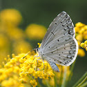 Summer Azure
