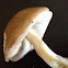 White leccinum