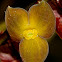 Stelis sp