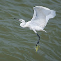 Little Egret