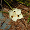 Butterfly Iris 
