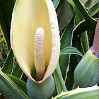 Elephant ear flower