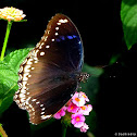Great Eggfly Female
