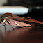 Cape Hawk Moth