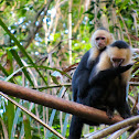 White-headed capuchin