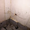 Daddy long legs Harvestmen