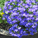 Lobelia