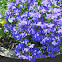 Lobelia