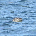 Harbor Seals