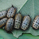 Tortoise beetles