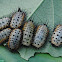 Tortoise beetles