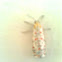 Arthropods