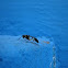 Mud Dauber Wasp
