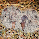 Red Turtle Dove