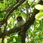 Pearl Spotted Owl