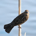 Red-winged Blackbird (Female)