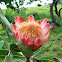 Protea