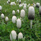 Shaggy ink cap