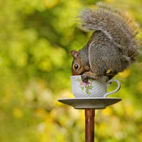Tea Time by Pat Abbott - Wildlife Mammals ( animals, squirrels, wildlife )