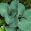 Mouse Ear Hosta