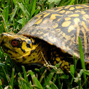 Eastern Box Turtle