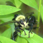 Robber flies