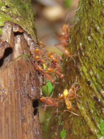 Spotting Image 1