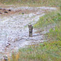bobcat