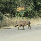 Warthog