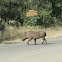 Warthog
