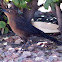 Great-tailed Grackle