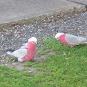 Galah