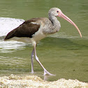 American White Ibis - juvenile