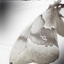 Polyphemus Moth