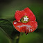 Hot Lips plant