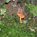 Pink Chanterelle