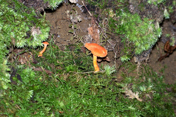 Spotting Image 1