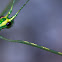 Stick Insect. Phasmatodea, Carausius morosus