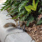 Grey Squirrels