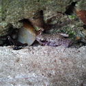 Rio Grande Chirping Frog