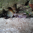 Rio Grande Chirping Frog