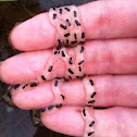Tadpole eggs, Toad?