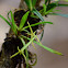 Cryptocentrum Orchid