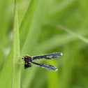 Derbid Planthopper