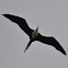 Magnificent frigate bird (juvenile)