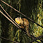 Saimiri da bolívia or macaco esquilo da Bolívia